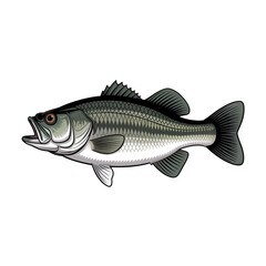 Fototapeta premium fish on a white background