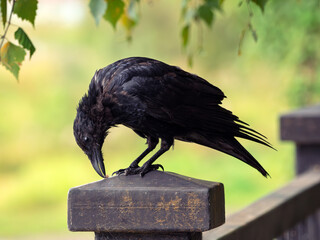 Juvenile Carrion crow perched on a cast iron balustrade