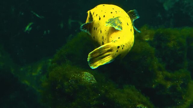 Close up of a yellow puffer fish swimming around a reef underwater