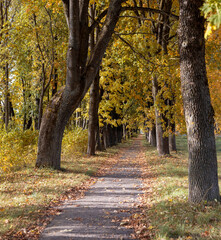 Naklejka premium an asphalt path for walking in the park with maple trees in the autumn season, orange foliage of maple trees in the autumn season and a sidewalk