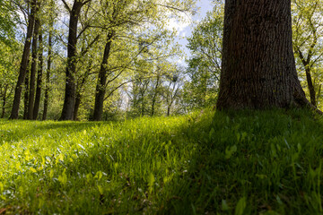 green grass and the first spring foliage on the trees in the park, beautiful spring nature with green vegetation