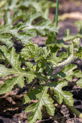 a medical band made of woven fabric with a strip of treated green liquid for wound disinfection 