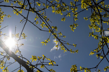 the first foliage of an oak tree against the blue sky, new foliage on oak trees in the spring season, sunny weather in the forest with new foliage on deciduous trees