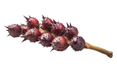 Castor on white background,png