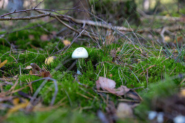 white poisonous mushrooms in the autumn season in the forest, white poisonous mushrooms dangerous to health in the autumn forest