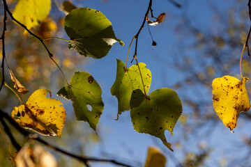 the yellowing foliage of the lime tree in the autumn season against the background of the blue sky...