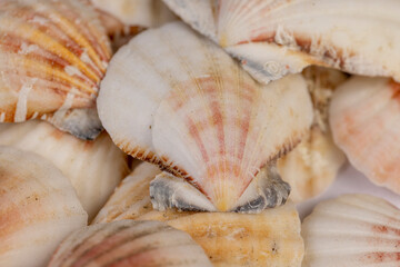 sea shells of marine mollusks stacked in a pile, dumped together empty washed shells of snails and...