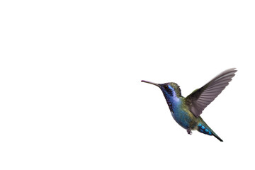 Fototapeta premium A vibrant hummingbird captured in elegant mid-flight, its iridescent feathers shimmering against a clean white background, showcasing natural grace and agility