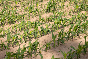 agricultural field with green corn sprouts in the summer, monocultural corn field for animal feed production