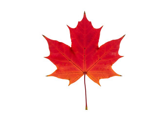 A vibrant autumn maple leaf, displaying vivid red and orange hues, is showcased against a pure black background, emphasizing its intricate details and fall colors.