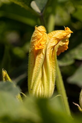 blooming large yellow pumpkin flowers in the field, green foliage and yellow pumpkin flowers for food in the garden