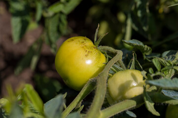 green unripe tomato fruits are green in the garden, growing red tomatoes at home that are green...