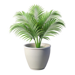Obraz premium 3d Green palm plant in white pot isolated isolated on transparent background