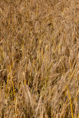agricultural field with golden ripe cereals in the summer, ready-to-harvest yellow cereals in a field in eastern Europe