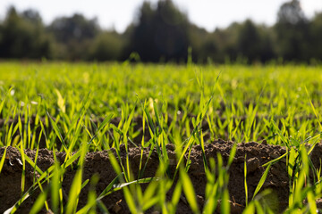 green shoots of frost-resistant wheat that was planted in winter, beautiful winter wheat, cereals...