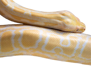 Close up of an albino snake constrictor with yellow skin and a white pattern isolated on a white...