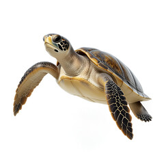 Sea Turtle Swimming Isolated on White Background