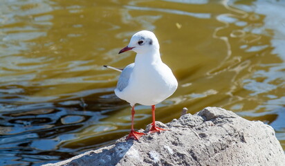seagull on the beach