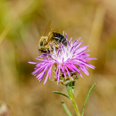 honey bee (Apis mellifera) on a pink flower