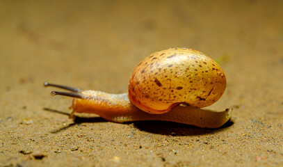 small land snail (Fruticicola fruticum) on the ground