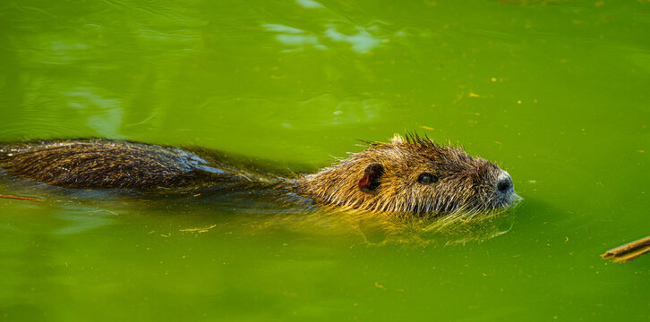 nutria or coypu (Myocastor coypus) swimming in water
