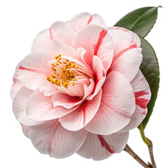 Camelia flower isolated on transparent background  
