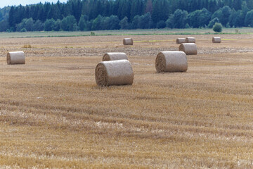 Golden hay bales scattered across harvested fields