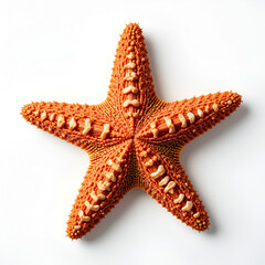 Close-up of Bright Orange Starfish with Textured Surface on White Background