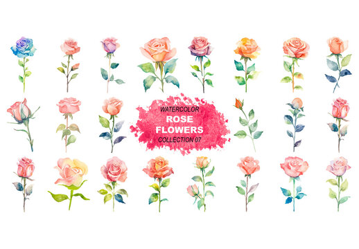 Vector watercolor painted style - rose flowers clipart isolated on white background.
