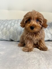 Cute fluffy brown puppy sitting on soft bed indoors looking curious and adorable