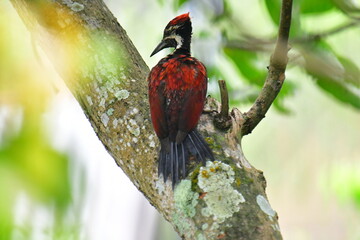 This photo captures a stunning Red-backed Flameback woodpecker perched on a tree trunk. Its fiery red back, black-and-white patterned head, and spiky crest are prominently displayed.