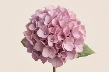 Obraz premium Pink hydrangea bloom, studio shot, neutral background, floral design