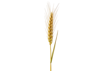 A single golden wheat ear stands out against a striking black background.