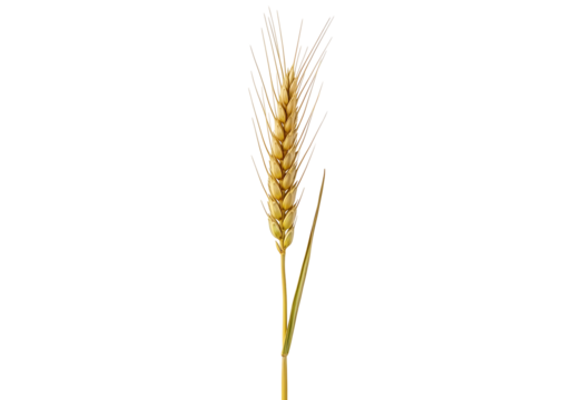 A single golden wheat ear stands out against a striking black background.