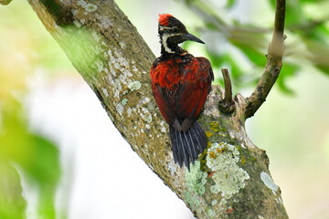 This photo captures a stunning Red-backed Flameback woodpecker perched on a tree trunk. Its fiery red back, black-and-white patterned head, and spiky crest are prominently displayed.