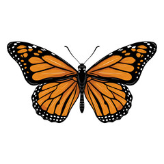 Iconic Monarch Butterfly Vector Illustration, Isolated on White Background