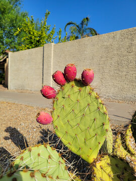 Closeup of Opuntia Ficus-indica or Prickly Pear cactus cladodes with bright pinky reddish fruits, also known as tunas or prickly pears in summer