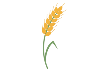 A simple, stylized illustration of a wheat ear against a black background, showcasing warm golden tones and muted greens.