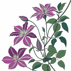 clematis anna louise with leaves 