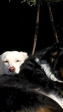 Experience Mykonos Greece stunning, with iconic white buildings and domes against the beautiful Aegean Sea, making its perfect destination for lovers of scenic beauty and exploration. homeless dogs