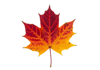 Obraz premium Vibrant autumnal maple leaf, displaying a gradient of fiery reds and oranges against a striking black background.