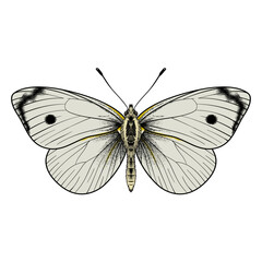Detailed Cabbage White Butterfly (Pieris rapae) Vector Illustration, Isolated on White