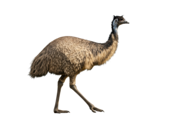 Australian emu with shaggy feathers in a calm side-profile walk, isolated on a transparent high-key studio background with copy space. Concept for design or education