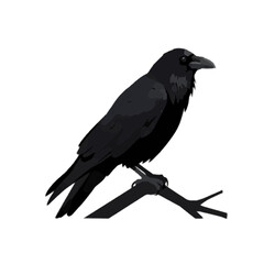 Obraz premium Black Raven Perched on Branch Vector Illustration Isolated on White Background