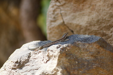 A wall lizard crawling on a rock