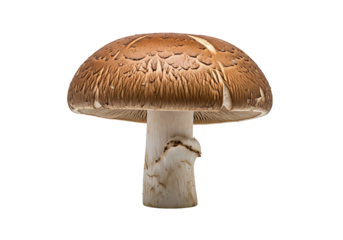 A close-up  shot of a whole brown mushroom against a black background, showcasing its intricate texture and detailed structure.
