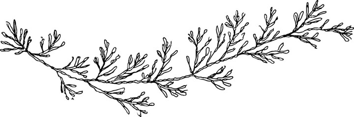 Obraz premium Hand drawn doodle border of rosemary twigs for botanical design