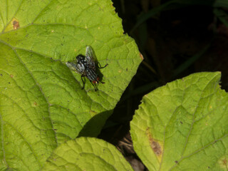 A Fly Resting on a Large Leaf.