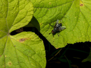 A Fly Resting on a Large Leaf.