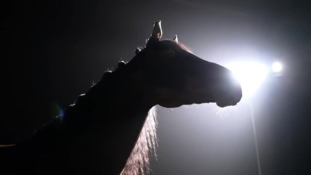 Silhouette of a horses head with luminous backlighting in dark environment